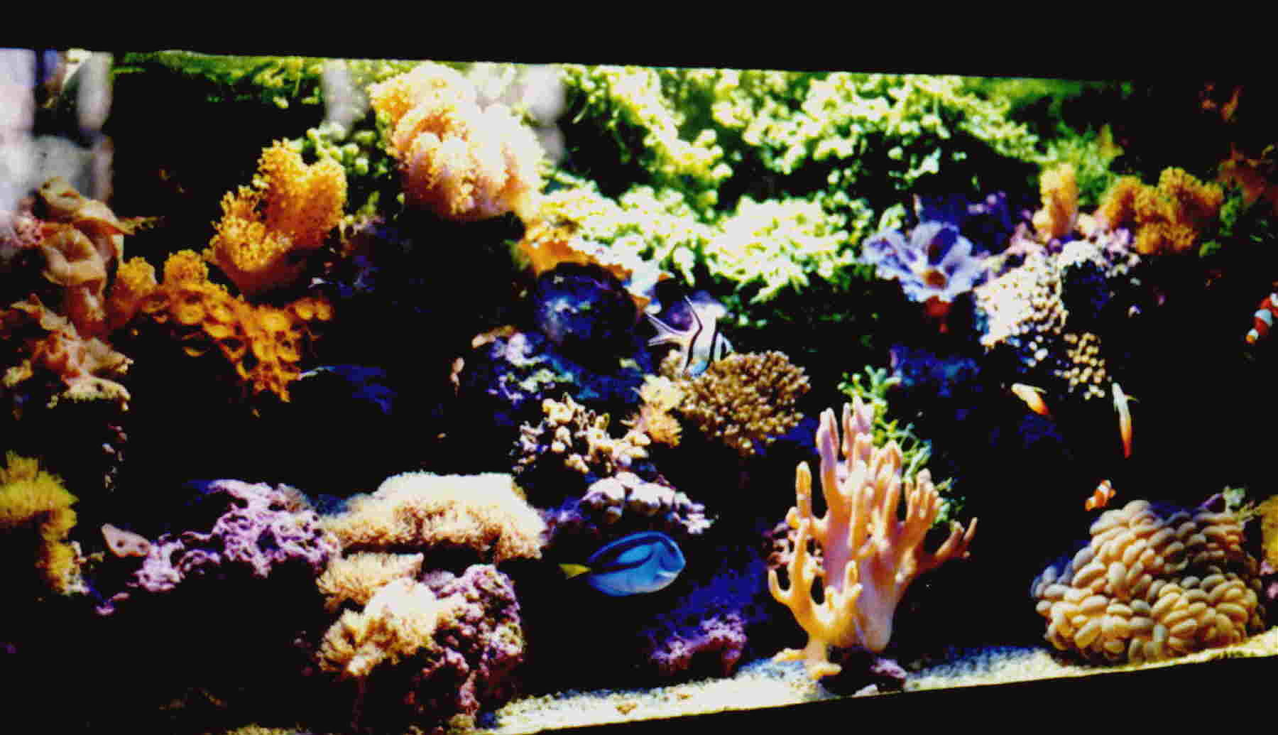 aquariumfranck.jpg (157476 octets)