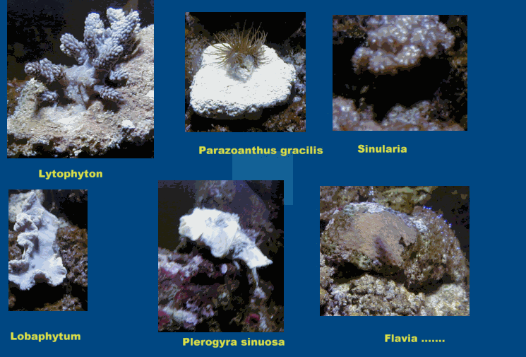 coraux.gif (104359 octets)